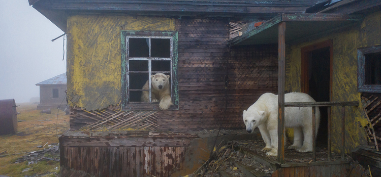 Полярные медведи на заброшенной метеорологической станции