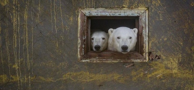 Полярные медведи на заброшенной метеорологической станции