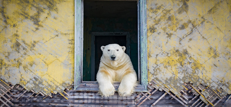 Медведь в окне. «Дачный сезон»